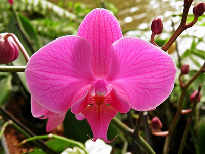 Парк орхидей Утопия